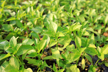 Fototapeta na wymiar Pepper seedlings in nursery, China