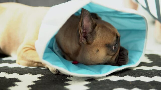 the sad French bulldog lies on the floor with the safety material protective collar , close up on face dog