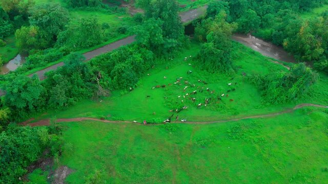 goat eating grass in jungal near by roadand river field farm