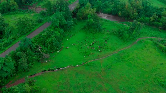 goat eating grass in jungal near by road field farm  india maharashtra