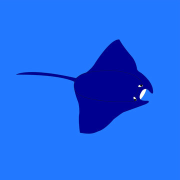 la mantarraya gigante nombre cientifico manta birostris