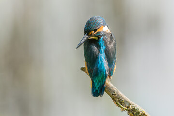 Eisvogel
