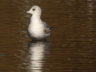 Juvenile herring gull (Larus argentatus) in the water