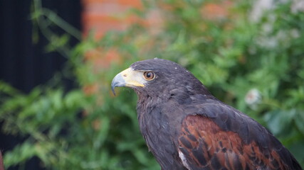 Águila Harry's posando encima del brazo