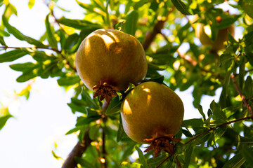 The pomegranate fruit ripens among the green leaves.