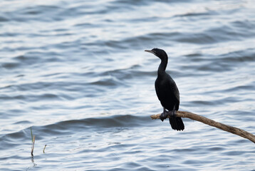 Indian Cormorant in Tadoba Andhari Tiger Reserve, India