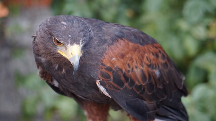 Águila Harris posando mirando la presa
