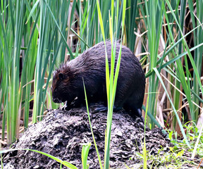Beaver in the Hendrie Valley, Burlington, ON Canada