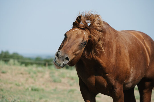 Funny quarter horse portrait, shaking head outdoors during summer on farm.