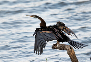 Oriental Darter perched on a dry wood at Tadoba Andhari Tiger Reserve, India