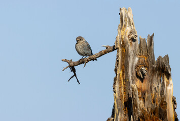 Mountain Bluebirds on the Mountain