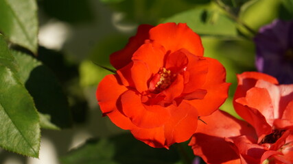 Flor roja  tipo rosa soleada