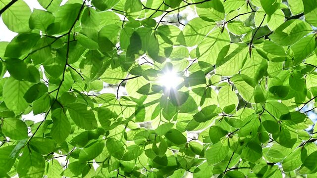 sun shining through green leaves in beech forest - clean environment and freedom conceptual footage	