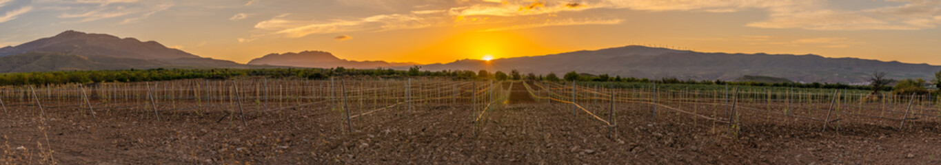 new planting of olive trees in a field, in the background the mountains at sunset