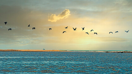 Pelicans flying at sunset