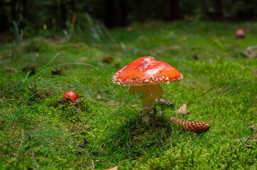 Amanita muscaria fly agaric poisonous mushroom growing in a forest, beautiful fungus with red cap with white dots