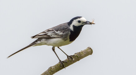Bachstelze mit beude
