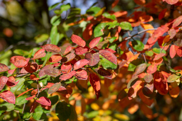 amelanchier lamarckii shadbush autumnal shrub branches full of beautiful red orange yellow leaves