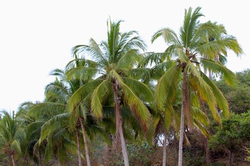 Sayulita Palms