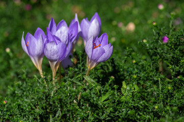 Crocus speciosus autumn blue purple flowering plant with orange yellow center, Biebersteins crocus...