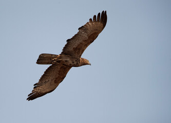 Oriental Honey buzzard, Tadoba Andhari Tiger Reserve, India