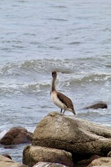 Sayulita Pelican