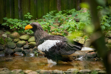 Fototapeta premium Greifvogel