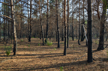 
pine forest after fire