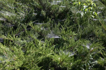 Spider web in bushes