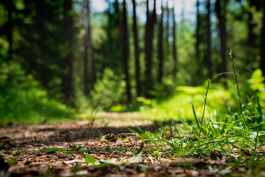 Selective focus on forest floor and grass with blurred sunny path through evergreen forest, Mieminger Plateau, Tirol, Austria