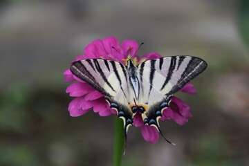 Farfalla Iphiclides podalirius su fiori di zinnia 