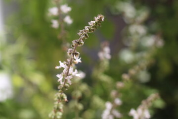 Flor do Manjericão Basil Flower