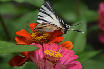 Farfalla Iphiclides podalirius su fiori di zinnia 