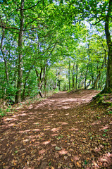 Forest with green trees and sunshine in August