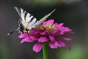 Farfalla Iphiclides podalirius su fiori di zinnia 
