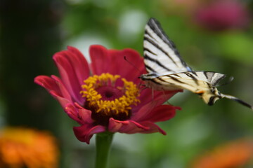 Farfalla Iphiclides podalirius su fiori di zinnia 