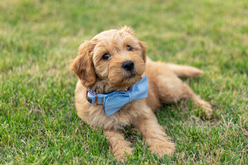 Goldendoodle Puppy 21