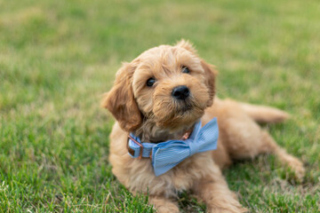 Goldendoodle Puppy 20