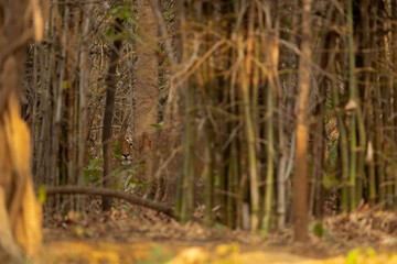 Tigress Lara cub looking from the dense forest, Tadoba Andhari Tiger Reserve, India