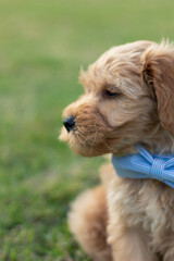 Goldendoodle Puppy 8