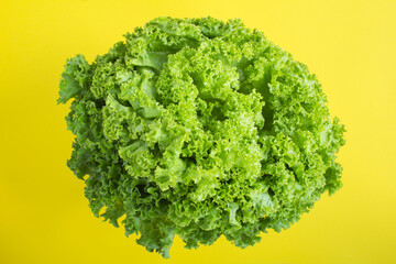 Top view of green leaves lettuce on the yellow  surface