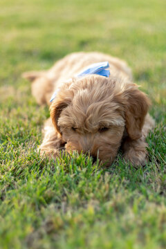 Goldendoodle Puppy  11