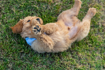 Goldendoodle Puppy 2