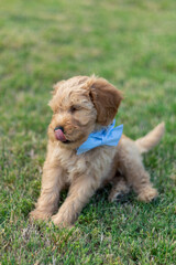 Goldendoodle Puppy