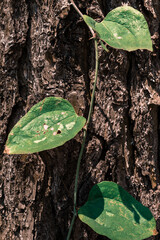 Vine running down tree