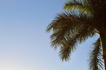Sayulita Palm