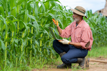 Senior farmer with beard holding laptop inspect quality of corn at corn fields, Seasonal agricultural work concept.