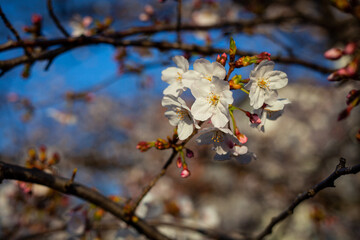 桜と青空