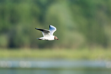 Rauchmöwe