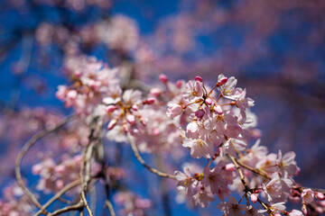 青空と桜
